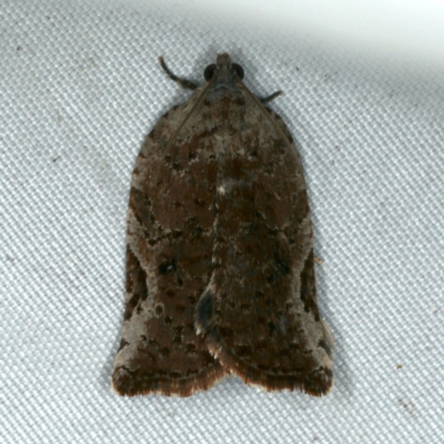 Meritastis ursina (A Tortricid moth) at Rosedale, NSW - 15 Nov 2019 by jbromilow50