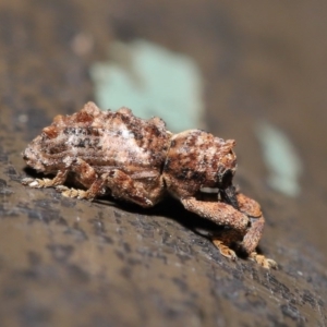 Orthorhinus klugii at Acton, ACT - 20 Nov 2019