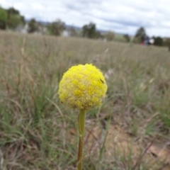 Craspedia variabilis (Common Billy Buttons) at Barton, ACT - 12 Oct 2019 by JanetRussell