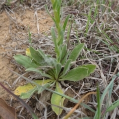 Craspedia variabilis at Saint Marks Grassland - Barton ACT - 12 Oct 2019