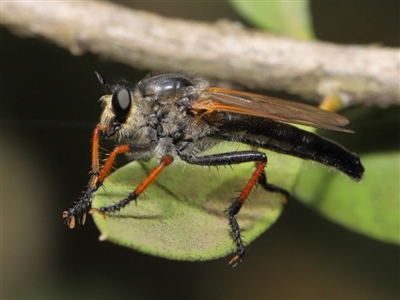 Neoscleropogon sp. (genus) (Robber fly) at Acton, ACT - 22 Nov 2019 by TimL