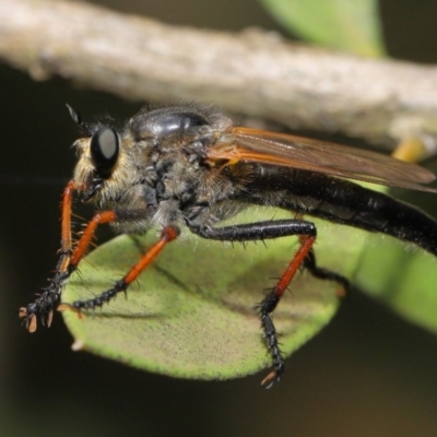 Neoscleropogon sp. (genus) (Robber fly) at ANBG - 22 Nov 2019 by TimL