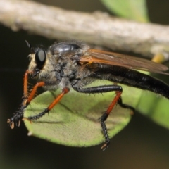 Neoscleropogon sp. (genus) (Robber fly) at Acton, ACT - 22 Nov 2019 by TimL