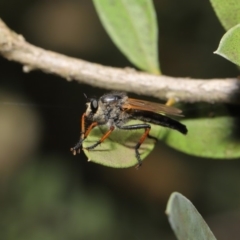 Neoscleropogon sp. (genus) at Acton, ACT - 22 Nov 2019