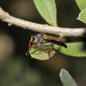 Neoscleropogon sp. (genus) at Acton, ACT - 22 Nov 2019 12:12 PM