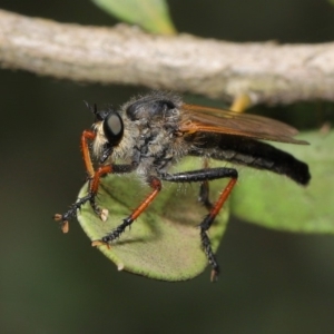 Neoscleropogon sp. (genus) at Acton, ACT - 22 Nov 2019 12:12 PM