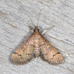 Piletocera macroperalis (Spilomelinae, Crambidae) (A Pearl Moth) at Rosedale, NSW - 15 Nov 2019 by jb2602