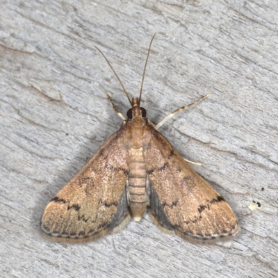 Piletocera macroperalis (Spilomelinae, Crambidae) (A Pearl Moth) at Rosedale, NSW - 15 Nov 2019 by jb2602