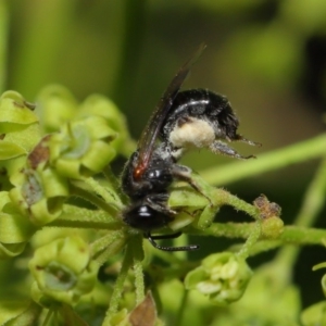 Leioproctus (Leioproctus) launcestonensis at Hackett, ACT - 22 Nov 2019