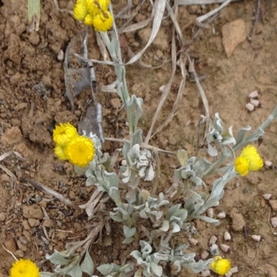 Chrysocephalum apiculatum (Common Everlasting) at Saint Mark's Grassland, Barton - 12 Oct 2019 by JanetRussell