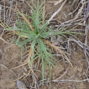 Eryngium ovinum at Saint Marks Grassland - Barton ACT - 12 Oct 2019 02:11 PM