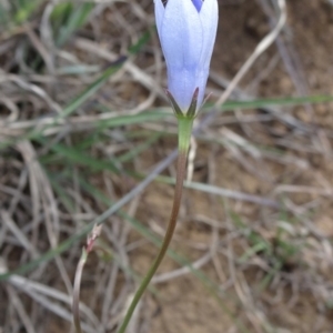 Wahlenbergia stricta subsp. stricta at Saint Marks Grassland - Barton ACT - 12 Oct 2019