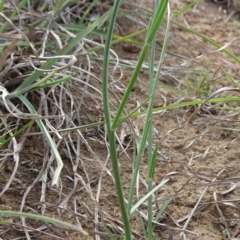 Wahlenbergia stricta subsp. stricta at Saint Marks Grassland - Barton ACT - 12 Oct 2019 03:00 PM