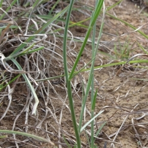 Wahlenbergia stricta subsp. stricta at Saint Marks Grassland - Barton ACT - 12 Oct 2019 03:00 PM