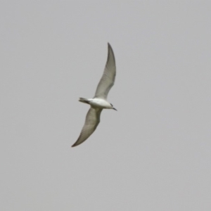 Chlidonias hybrida at Fyshwick, ACT - 22 Nov 2019 12:17 PM