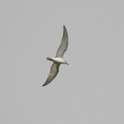 Chlidonias hybrida (Whiskered Tern) at Fyshwick, ACT - 22 Nov 2019 by RodDeb