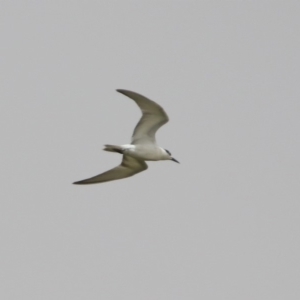 Chlidonias hybrida at Fyshwick, ACT - 22 Nov 2019 12:17 PM