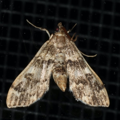 Nacoleia rhoeoalis at Rosedale, NSW - 15 Nov 2019 by jb2602