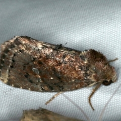 Elusa semipecten (Variable Armyworm) at Rosedale, NSW - 15 Nov 2019 by jb2602