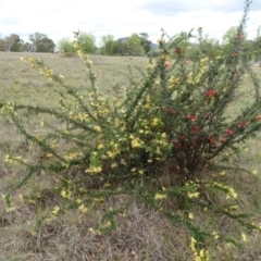 Grevillea (genus) (Grevillea) at Saint Marks Grassland - Barton ACT - 12 Oct 2019 by JanetRussell