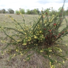 Grevillea sp. (Grevillea) at Barton, ACT - 12 Oct 2019 by JanetRussell