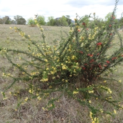 Grevillea (genus) (Grevillea) at Saint Marks Grassland - Barton ACT - 12 Oct 2019 by JanetRussell