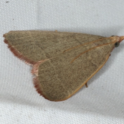 Ocrasa acerasta (A Pyralid moth) at Rosedale, NSW - 15 Nov 2019 by jbromilow50
