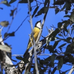 Pachycephala pectoralis (Golden Whistler) at Point 5826 - 25 Aug 2019 by AlisonMilton