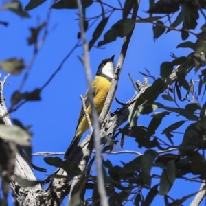 Pachycephala pectoralis at Point 5826 - 25 Aug 2019