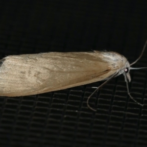 Scirpophaga imparellus at Rosedale, NSW - 15 Nov 2019 08:01 PM