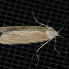 Scirpophaga imparellus at Rosedale, NSW - 15 Nov 2019