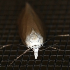 Scirpophaga imparellus at Rosedale, NSW - 15 Nov 2019 08:01 PM