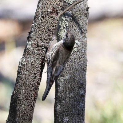 Cormobates leucophaea (White-throated Treecreeper) at Bruce Ridge to Gossan Hill - 25 Aug 2019 by AlisonMilton