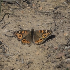 Junonia villida (Meadow Argus) at Bruce, ACT - 25 Aug 2019 by AlisonMilton