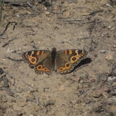 Junonia villida (Meadow Argus) at Bruce, ACT - 25 Aug 2019 by AlisonMilton