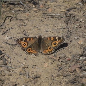 Junonia villida at Bruce, ACT - 25 Aug 2019