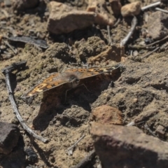 Junonia villida at Bruce, ACT - 25 Aug 2019