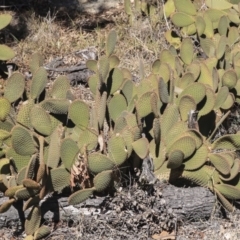 Opuntia rufida (Blind Cactus) at Flea Bog Flat to Emu Creek Corridor - 25 Aug 2019 by AlisonMilton