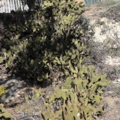 Opuntia rufida at Bruce, ACT - 25 Aug 2019 02:16 PM