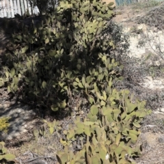 Opuntia rufida at Bruce, ACT - 25 Aug 2019