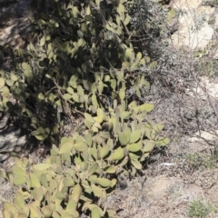 Opuntia rufida at Bruce, ACT - 25 Aug 2019 02:16 PM