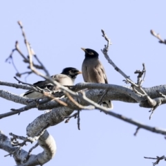 Acridotheres tristis (Common Myna) at Bruce, ACT - 25 Aug 2019 by AlisonMilton