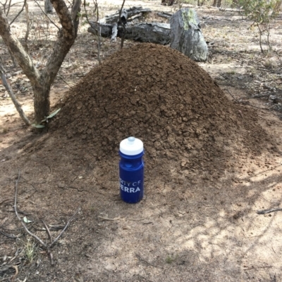 Nasutitermes exitiosus (Snouted termite, Gluegun termite) at Booth, ACT - 22 Nov 2019 by rhyshardy