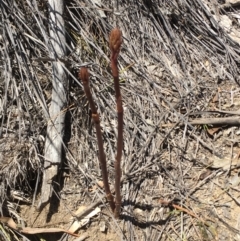 Dipodium sp. (A Hyacinth Orchid) at Namadgi National Park - 20 Nov 2019 by rhyshardy