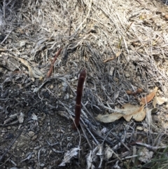 Dipodium sp. at Mount Clear, ACT - 20 Nov 2019