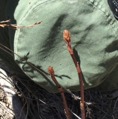 Dipodium sp. at Mount Clear, ACT - suppressed