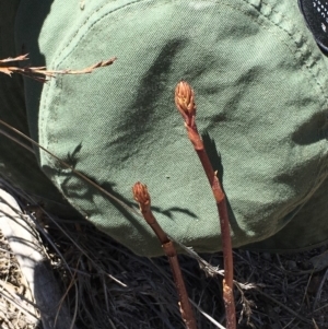 Dipodium sp. at Mount Clear, ACT - 20 Nov 2019