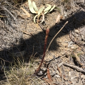 Dipodium sp. at Mount Clear, ACT - suppressed