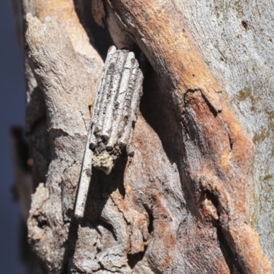 Clania ignobilis (Faggot Case Moth) at Bruce Ridge to Gossan Hill - 25 Aug 2019 by AlisonMilton