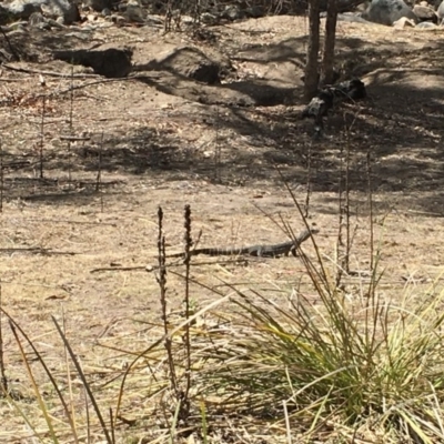 Varanus rosenbergi (Heath or Rosenberg's Monitor) at Namadgi National Park - 22 Nov 2019 by rhyshardy